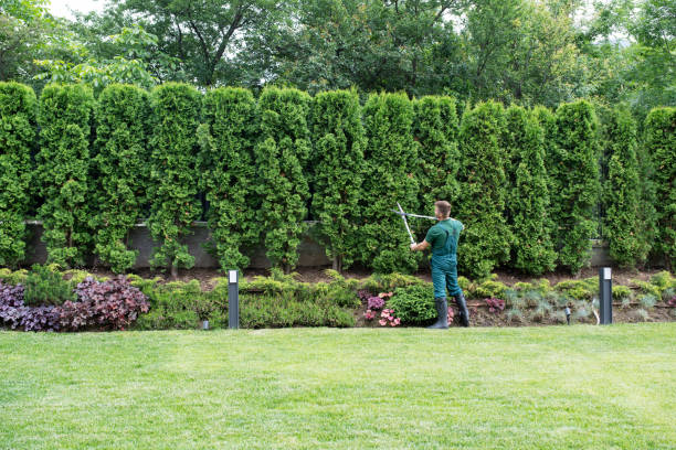 Best Arborist Consultation Services  in Wilton, CA